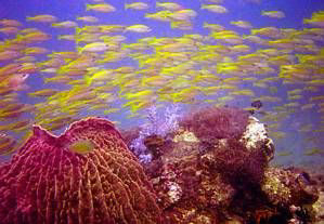Schools of fish on Reef. No strobe. Used Caplio Ricoh cam... by Blair Hughes 